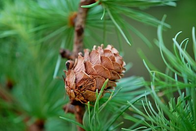 Larix kaempferi - modřín japonský - šištice - detail